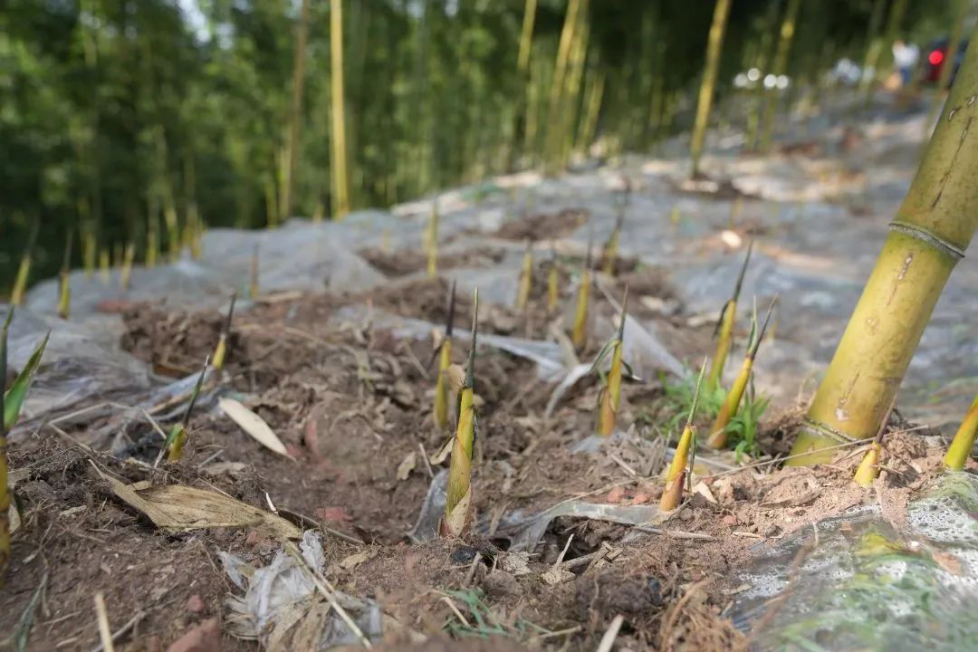 /website-webapp/ewebeditor/uploadfile/20230331100115596004