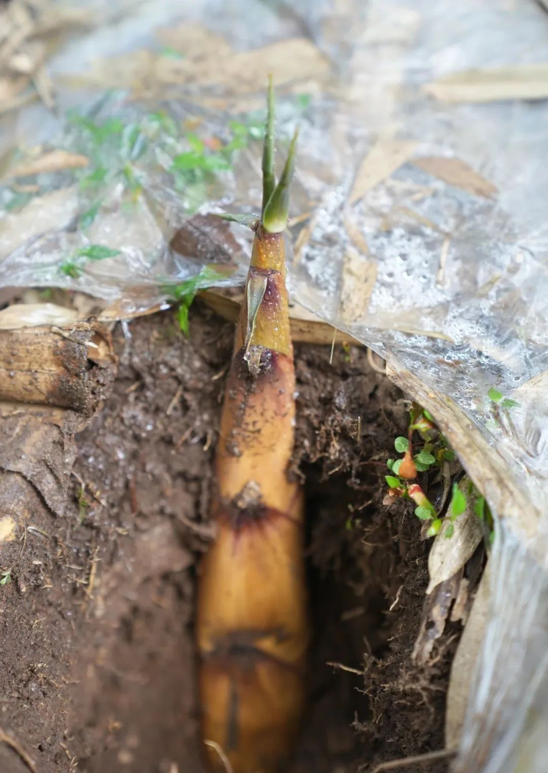 /website-webapp/ewebeditor/uploadfile/20230331100110893002