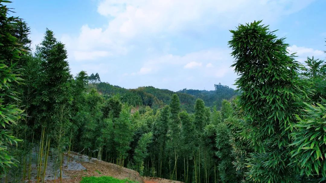 /website-webapp/ewebeditor/uploadfile/20230331100112992003