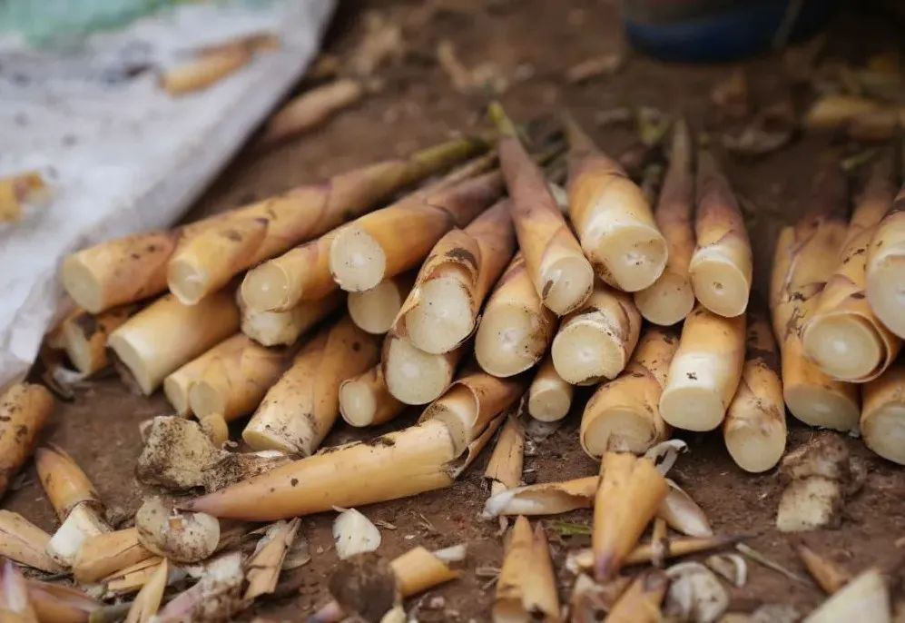 /website-webapp/ewebeditor/uploadfile/20230331100118589006