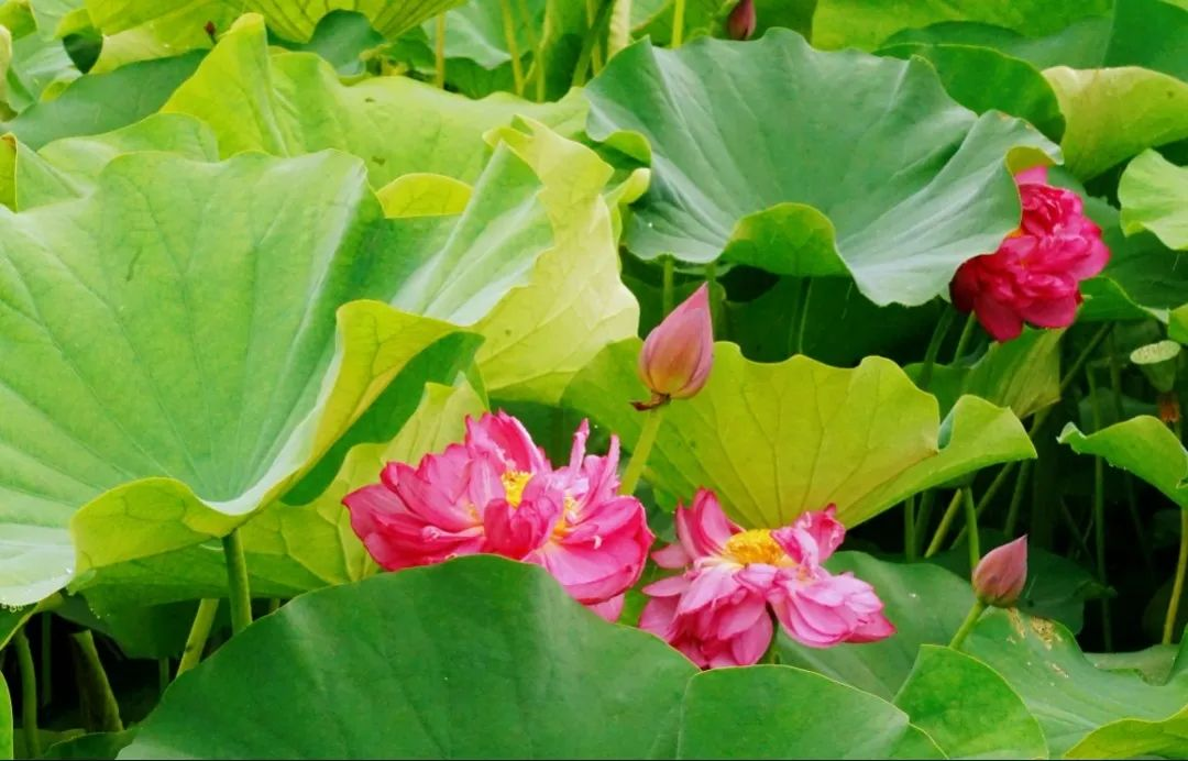 /website-webapp/ewebeditor/uploadfile/20230626104542988003