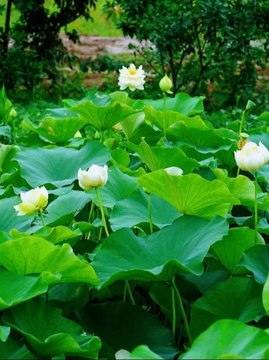 /website-webapp/ewebeditor/uploadfile/20230626104545846006