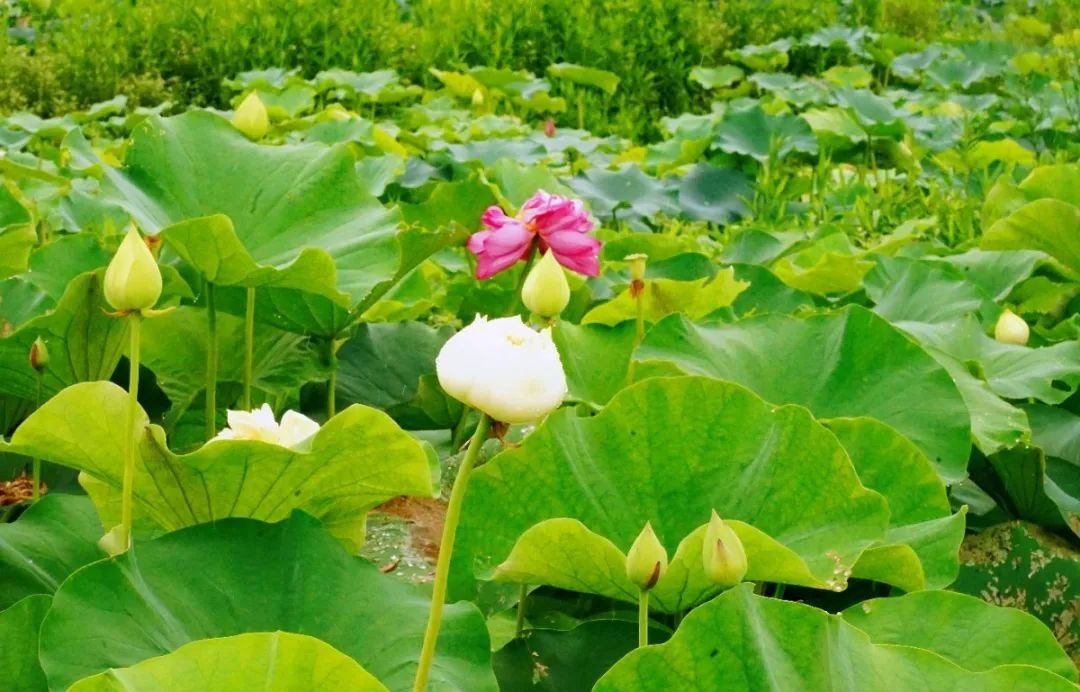 /website-webapp/ewebeditor/uploadfile/20230626104543361004