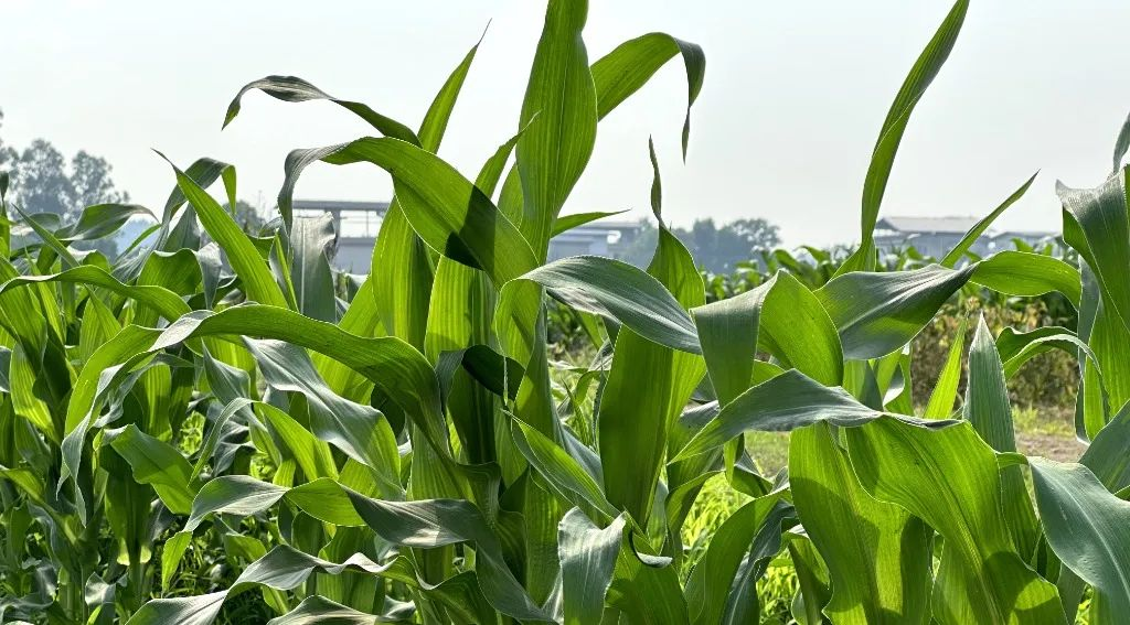 /website-webapp/ewebeditor/uploadfile/20230519090217244004