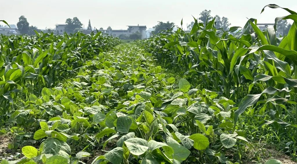 /website-webapp/ewebeditor/uploadfile/20230519090210264001