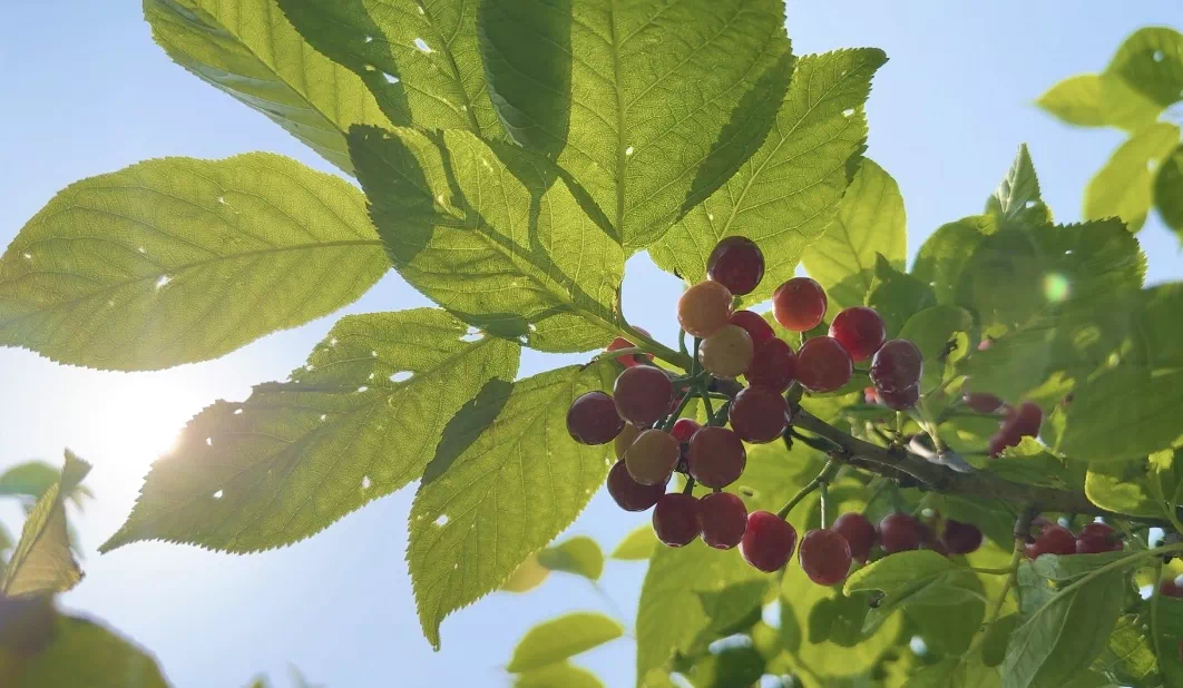 /website-webapp/ewebeditor/uploadfile/20230420095817744007