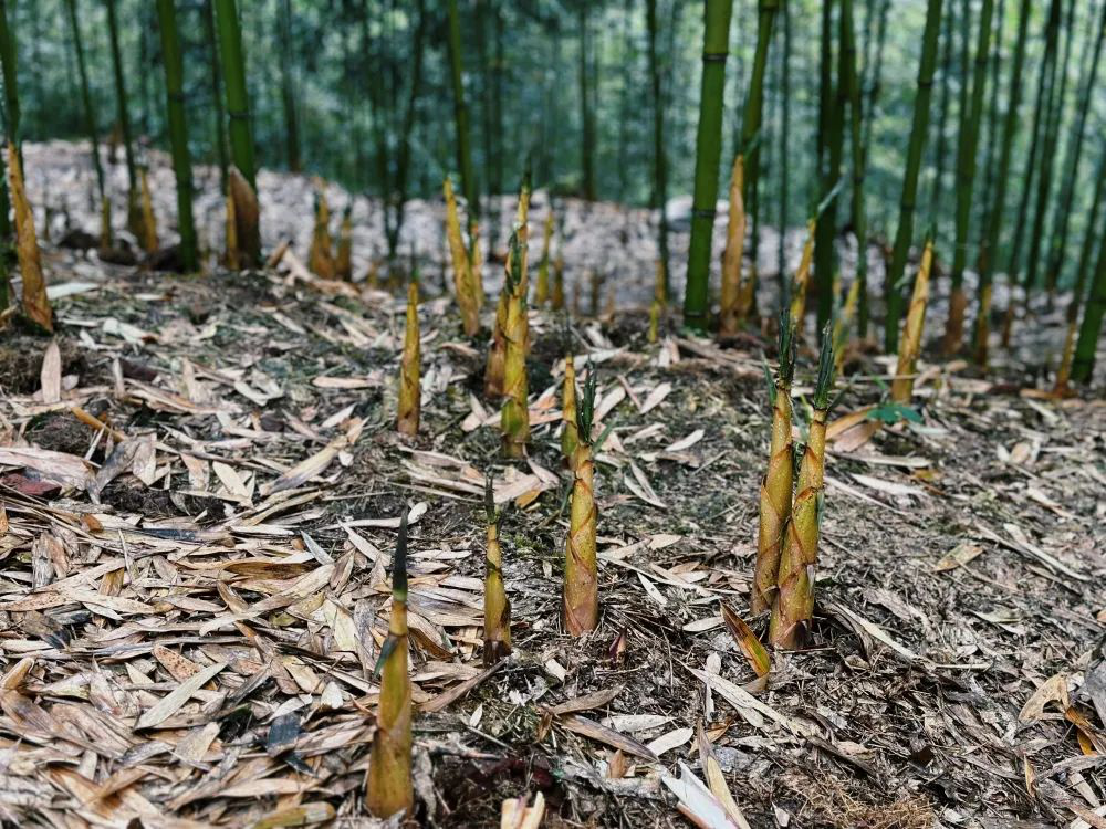 /website-webapp/ewebeditor/uploadfile/20230420095809428002