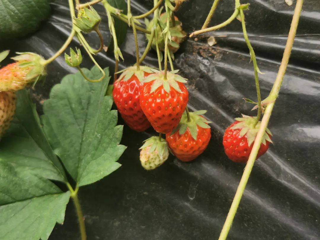 /website-webapp/ewebeditor/uploadfile/20230419103105304003