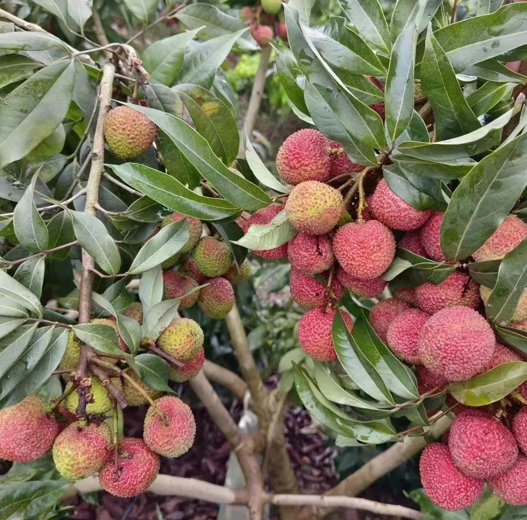 /website-webapp/ewebeditor/uploadfile/20230704101725451001