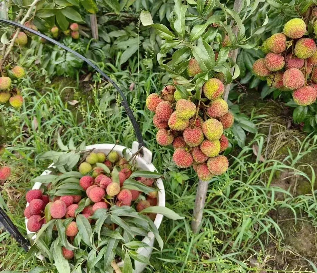 /website-webapp/ewebeditor/uploadfile/20230704101731659004