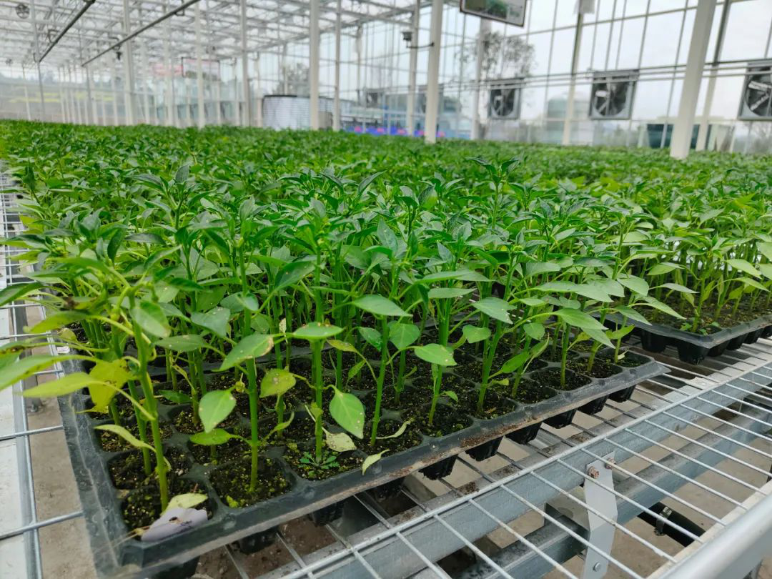 /website-webapp/ewebeditor/uploadfile/20230308102530702004