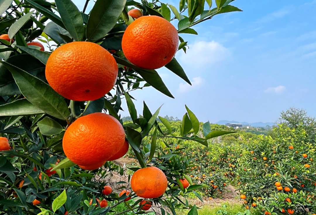 /website-webapp/ewebeditor/uploadfile/20220228103649452007