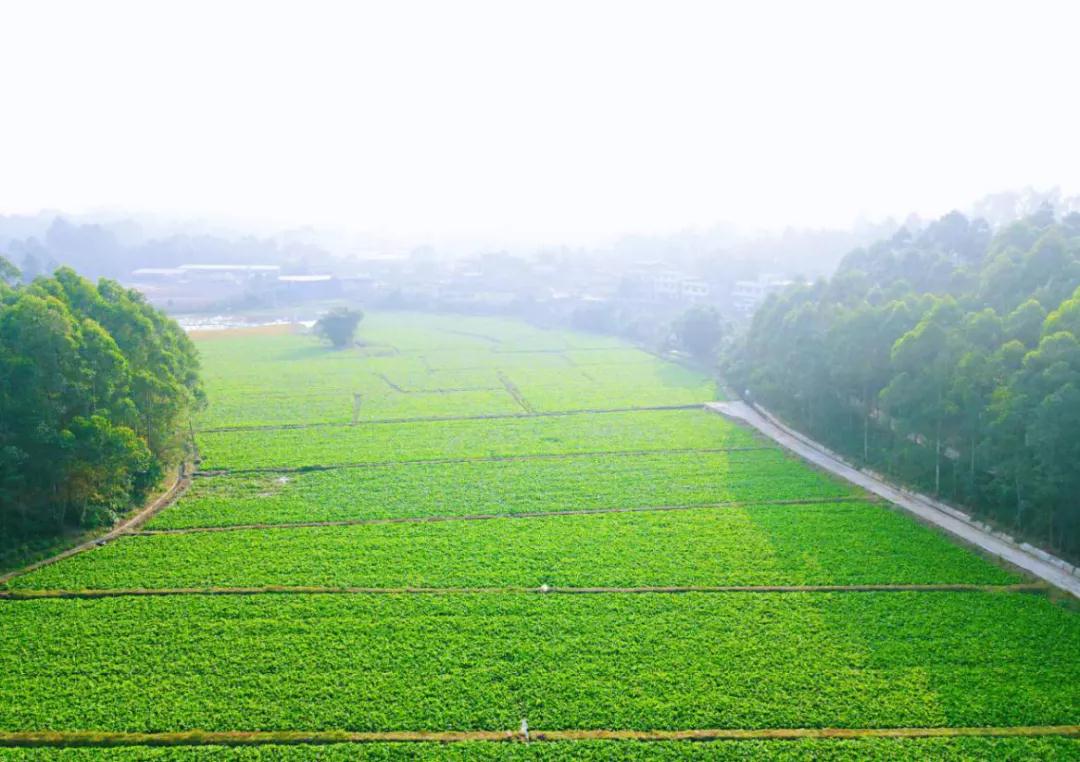 /website-webapp/ewebeditor/uploadfile/生长期的泽泻