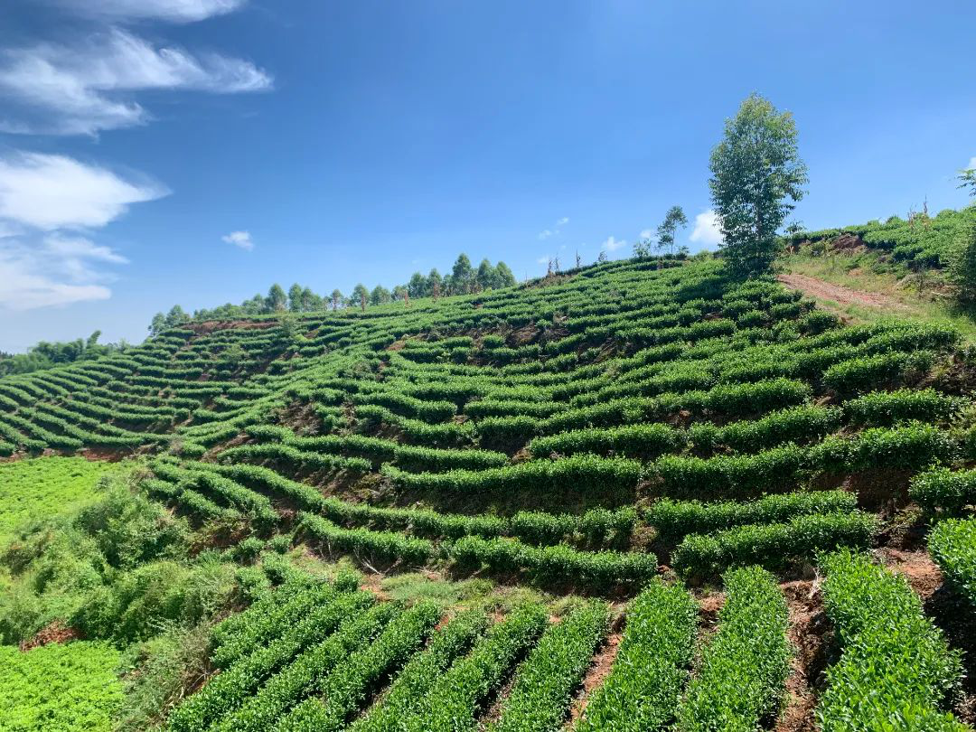 /website-webapp/ewebeditor/uploadfile/20220812142047196002