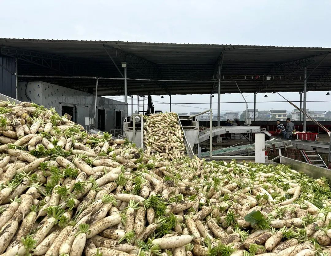 /website-webapp/ewebeditor/uploadfile/20221031143447323003