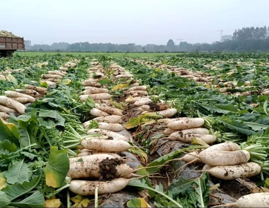 /website-webapp/ewebeditor/uploadfile/20221031143445352002