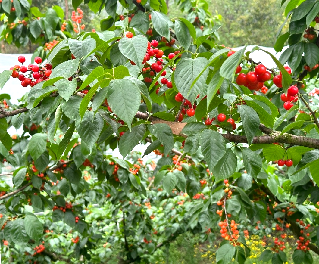 /website-webapp/ewebeditor/uploadfile/20230417102141259011