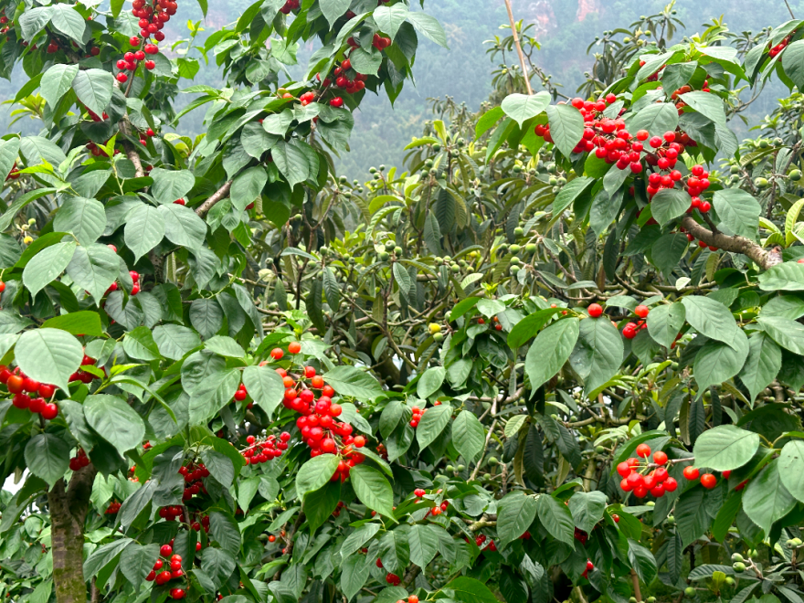 /website-webapp/ewebeditor/uploadfile/20230417102128541005