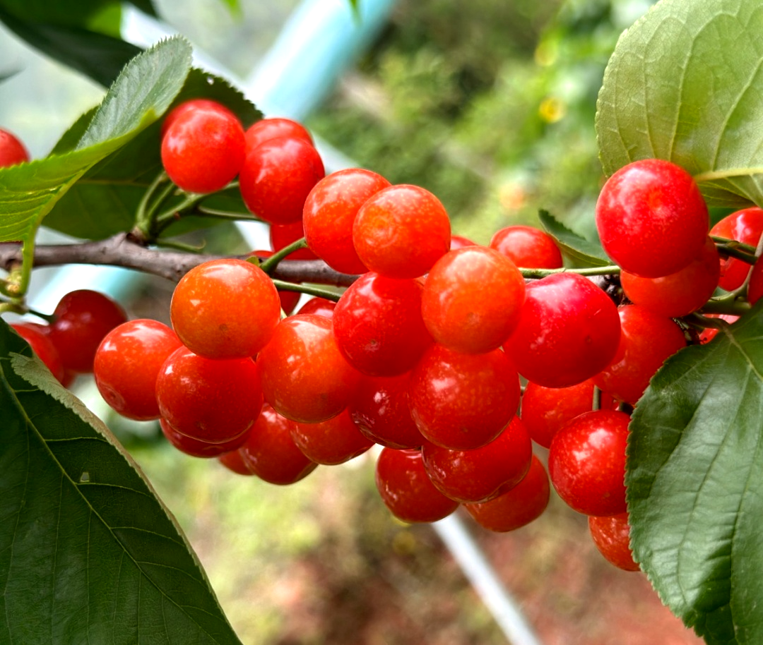 /website-webapp/ewebeditor/uploadfile/20230417102124670002