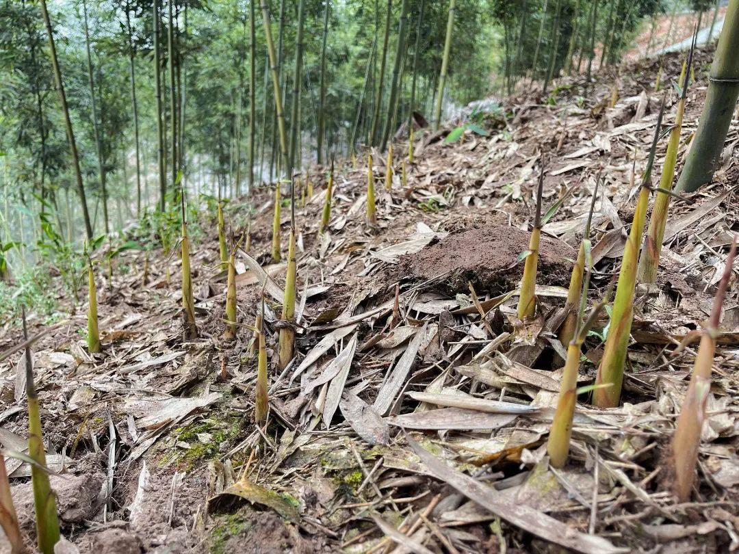 /website-webapp/ewebeditor/uploadfile/20220402150130677001