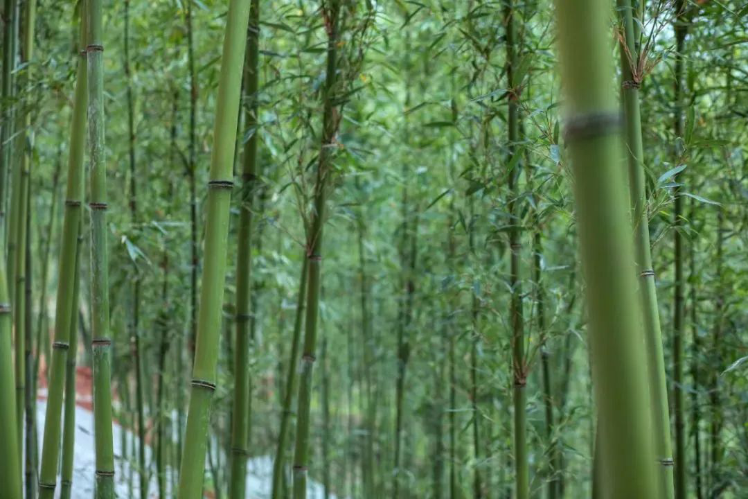 /website-webapp/ewebeditor/uploadfile/20220402150140906005