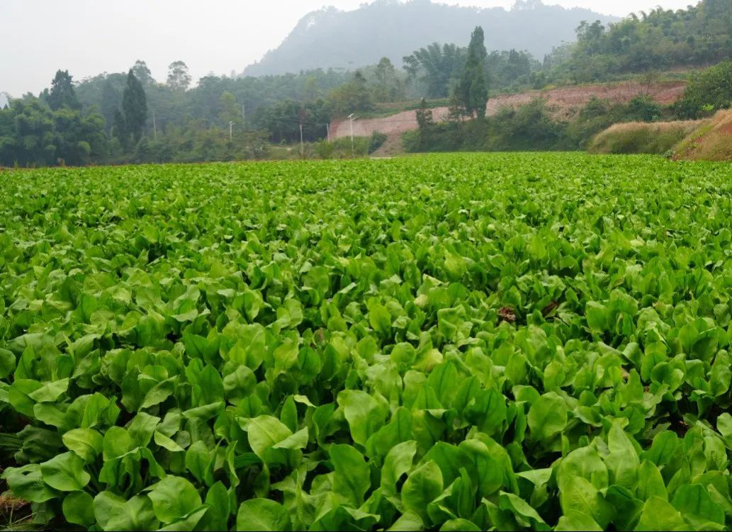 /website-webapp/ewebeditor/uploadfile/20221028164338786003