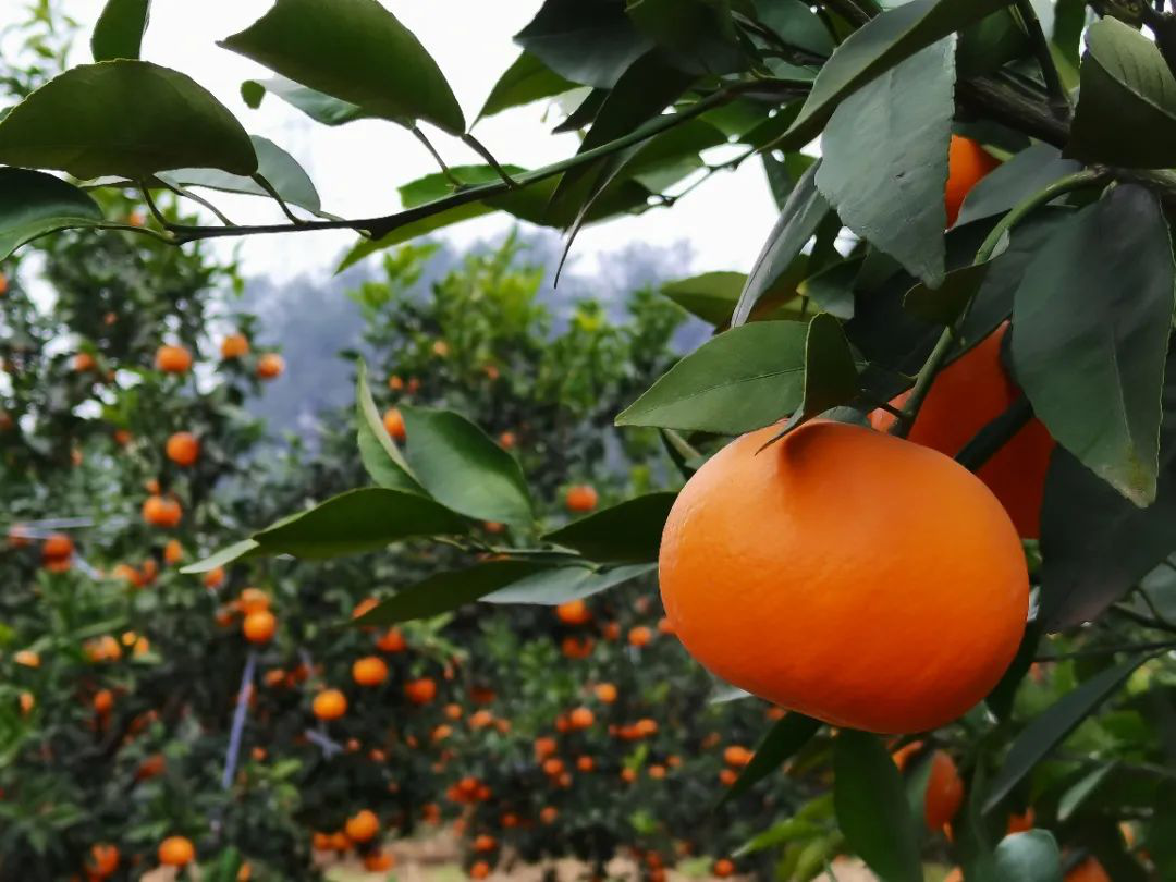 /website-webapp/ewebeditor/uploadfile/20230407094032674003