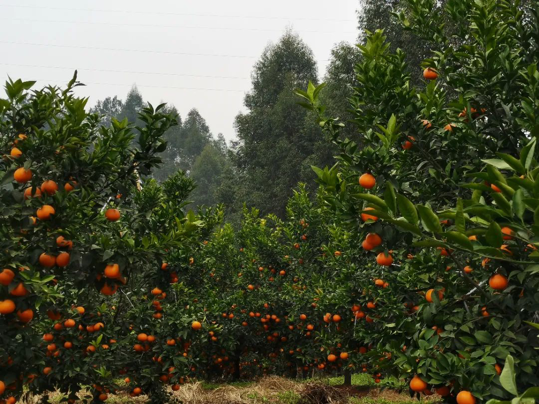 /website-webapp/ewebeditor/uploadfile/20230407094029811001