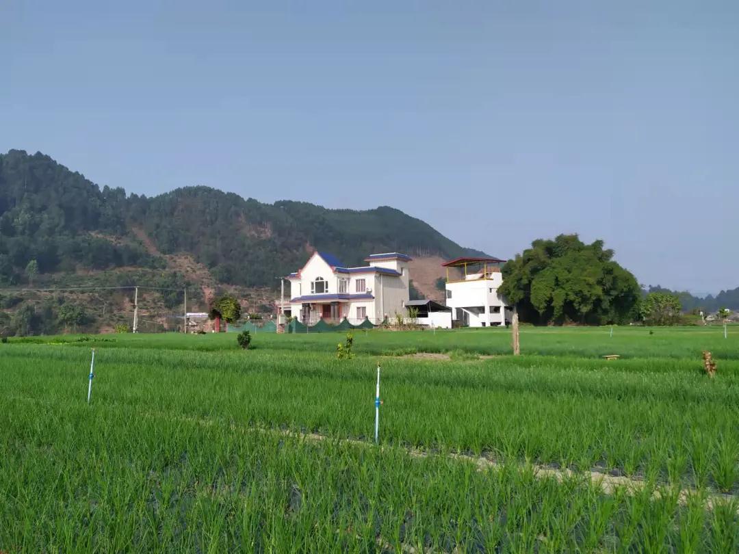 古儿坝香葱基地